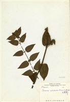 藏品(毛茉莉)的圖片